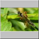 Dyspetes praerogator - Schlupfwespe w01b 8-9mm - OS-Hasbergen feuchte Lehmwiese det06.jpg